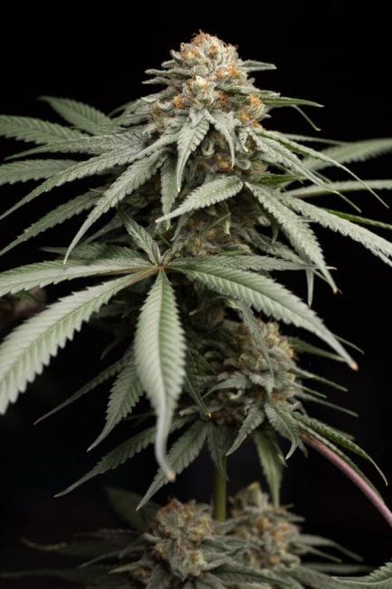 Sunrise Sherbert Feminised Seeds-HDS-SRSHERB-FEM