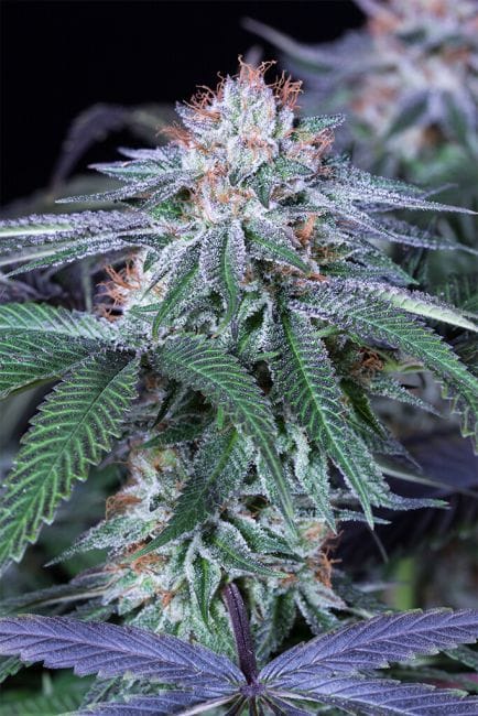 Velvet Octane Feminised Seeds-HDS-VOC-FEM