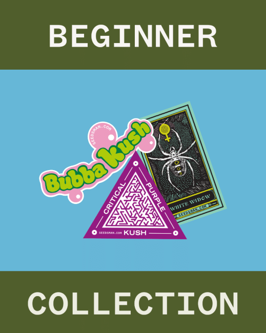 Beginner Collection Feminizované Semena-SMAN-COL-BEG-FEM