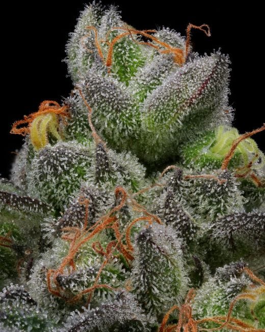 California Cream (Caramel Cream) Feminised Seeds-HUMB-CCM-F