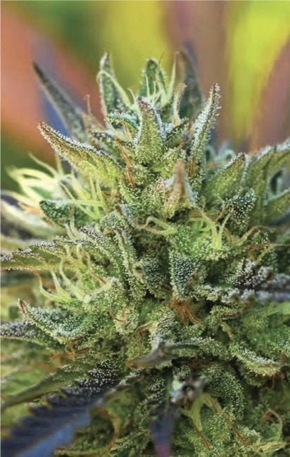 Lemon Kush Feminised Seeds-HUMB-LK-F