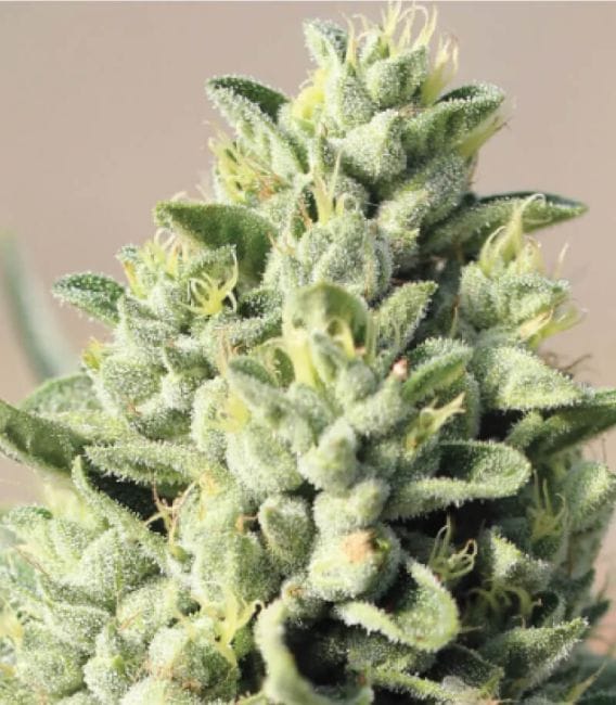 Old Growth OG Feminised Seeds-HUMB-OGO-F