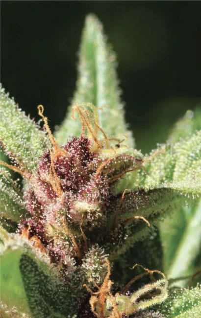 Royal Highness Feminized Seeds-HUMB-RHS-F