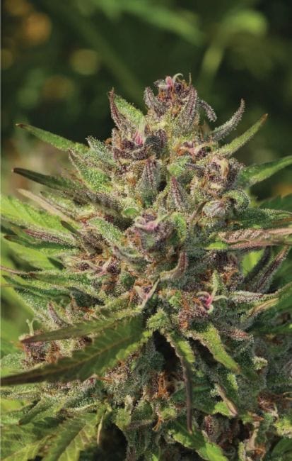 PPD Auto Feminised Seeds-HUMB-PPDA-F