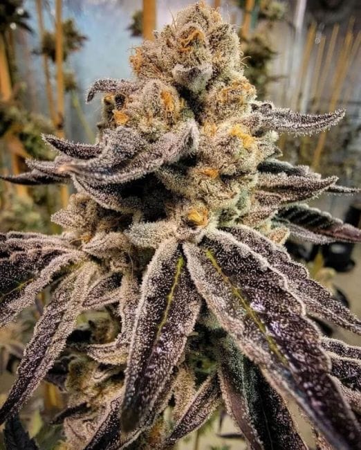 Black Rainbow Sherbert Ltd. Edition Regular Seeds-HDS-BRS-FEM