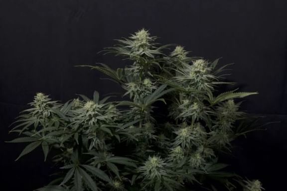 GG4 Sherbet Fast Feminised Seeds-FB-GG4SH-FAST-FEM