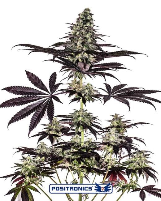 Caramel Ice CBD Express Auto Feminised Seeds-PS-CICBDEXP-AUTO-FEM