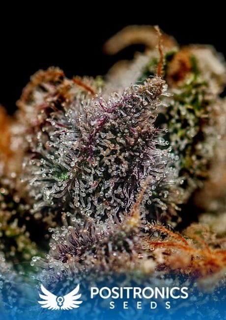 Chizpa by Zatu Feminised Seeds-PS-CHIZPA-FEM