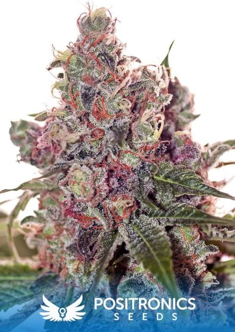Grapefruit Feminised Seeds-PS-GRFR-FEM