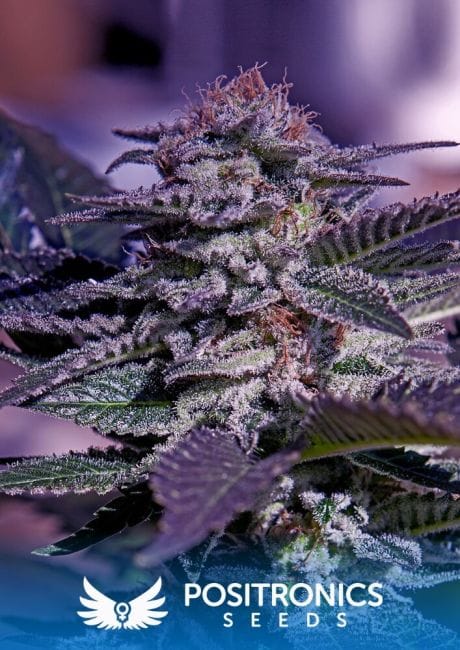 Kush Express Auto Feminised Seeds-PS-KUSH-AUTO-FEM