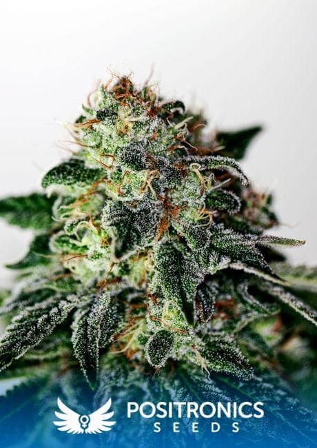 Mystic Cookie Express Auto Feminised Seeds-PS-MYCEXP-AUTO-FEM
