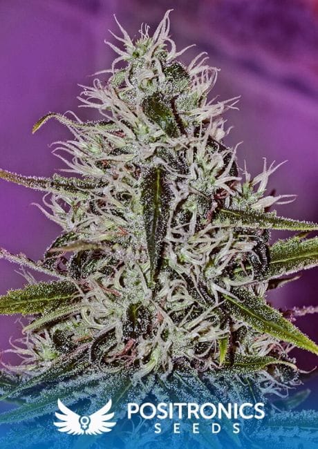 One Love Haze Feminised Seeds-PS-OLHAZ-FEM