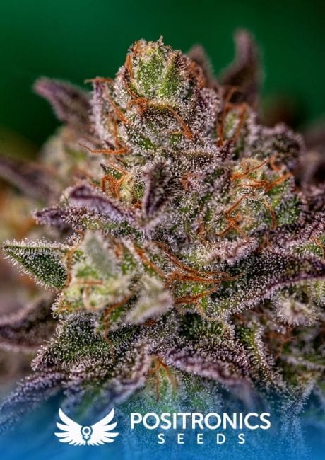 Purple Cherry Feminised Seeds-PS-PURPCH-FEM