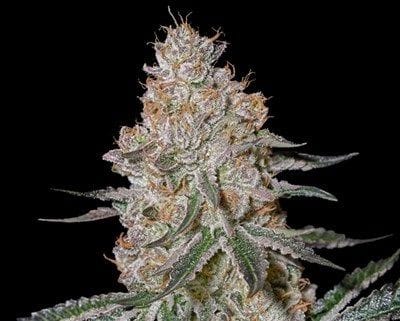 HighCloudZ Feminised Seeds-GH-HCLDZ-FEM