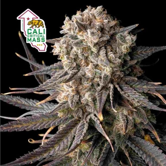 Cali Critical Mass Feminised Seeds-SMAN-CCM-FEM