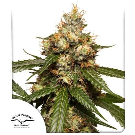 THC-Victory Auto Feminised Seeds-dp-thc-victory-auto-fem