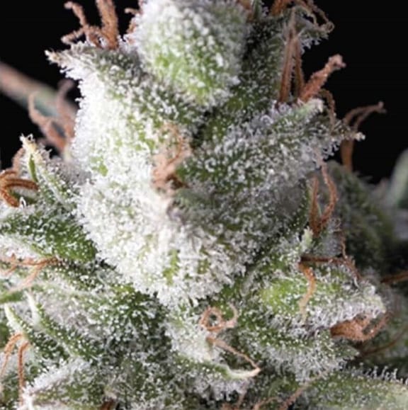 Ramses Auto Feminised Seeds-PYR-RAM-AUTO-FEM