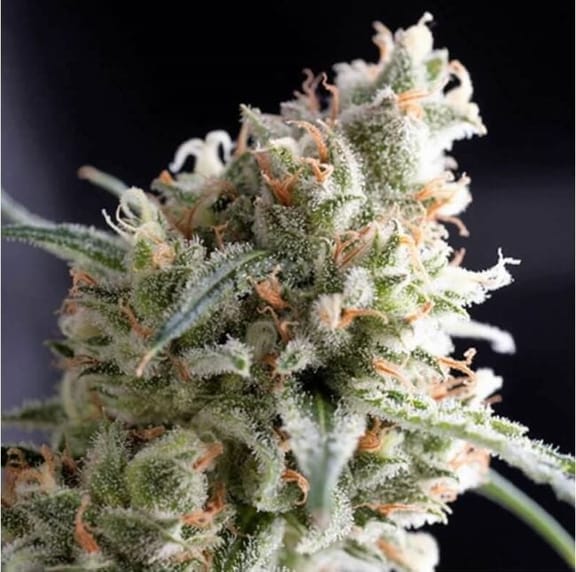 Kukulkan Feminised Seeds-PYR-KUL-FEM