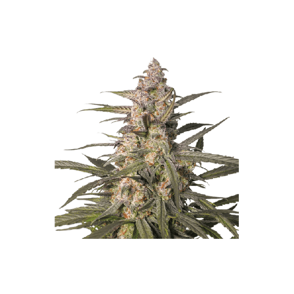 Northern Dragon Fuel Auto Feminised Seeds-SSSC-NDF-AUTO-FEM
