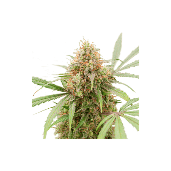 AK Triple Haze Auto Feminised Seeds-SSSC-AKTRH-AUTO-FEM