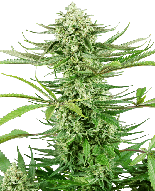 Cashew Kush Feminisiert Saatgut-SEN-CASHKUSH-FEM