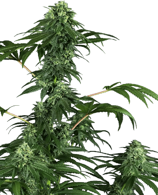 420 Punch Feminised Seeds-SEN-420P-FEM