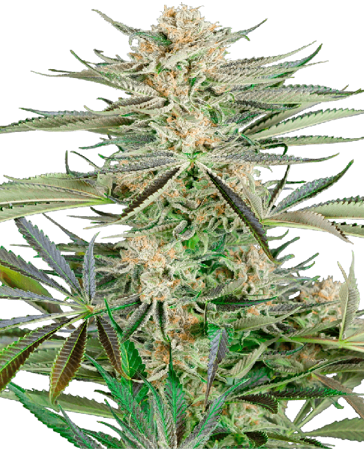 Screwdriver OG Feminised Seeds-SEN-SCROG-FEM