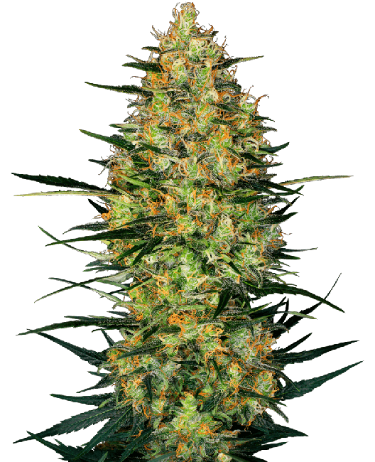 Caramellow Kush Auto Feminised Seeds-SEN-CARKU-AUTO-FEM