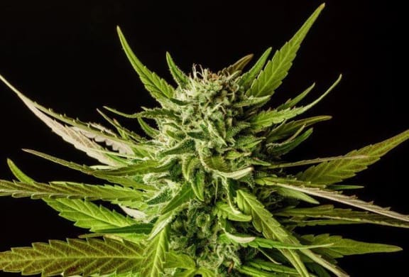 DoSiDos Feminised Seeds-KBDSD