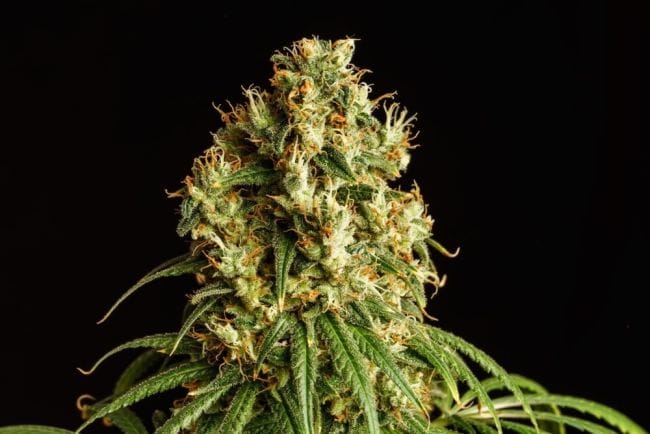 Mimosa Dream Feminised Seeds-KBMDR