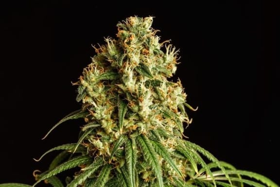 Mimosa Dream Feminised Seeds-KBMDR