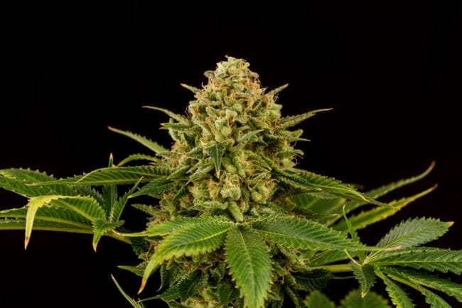 Monkey Grease Feminised Seeds-KBMGR