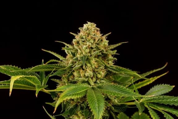 Monkey Grease Feminised Seeds-KBMGR