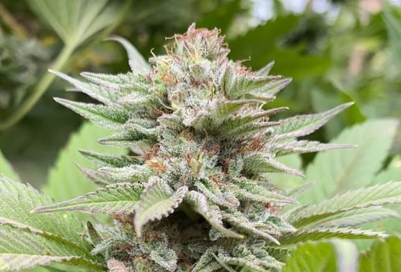 Strawberry Haze Auto Feminised Seeds-KBSHA