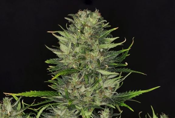 DoSiDos Auto Feminised Seeds-KBDSDA
