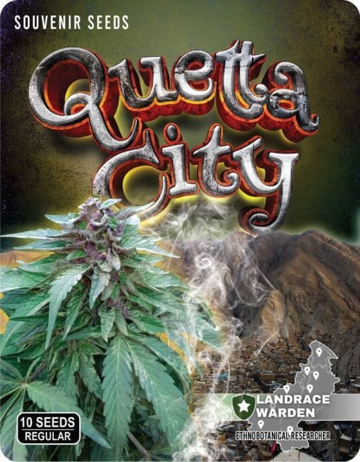 Quetta City Regular Seeds-LRW-QC-REG