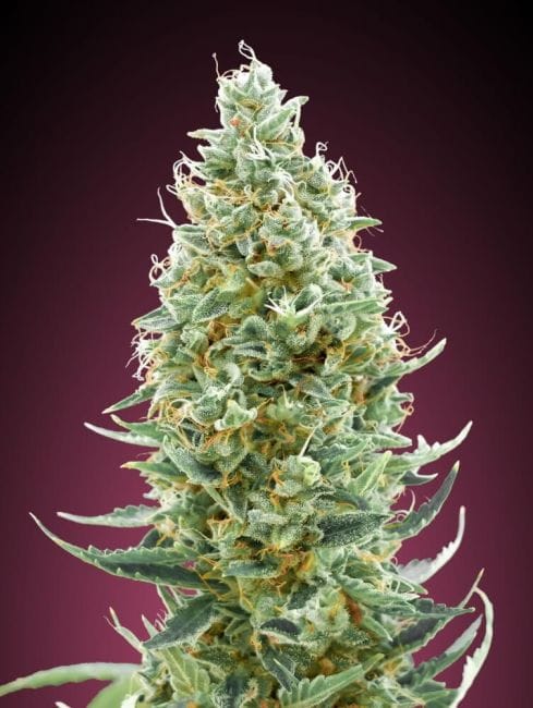 Amnesia Fast Feminised Seeds-ADV-AMN-FAST-FEM