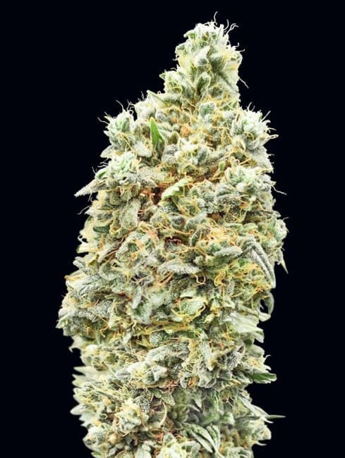 Strawberry Banana Fast Feminised Seeds-ADV-STRBAN-FAST-FEM