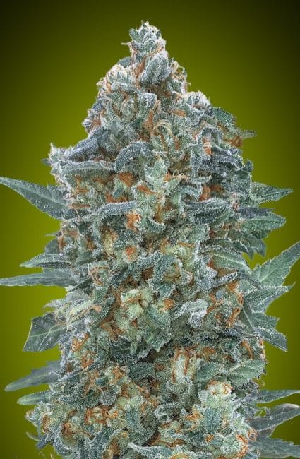 Critical Lemon CBD Auto Feminised Seeds-ADV-CRLEM-CBD-AUTO-FEM