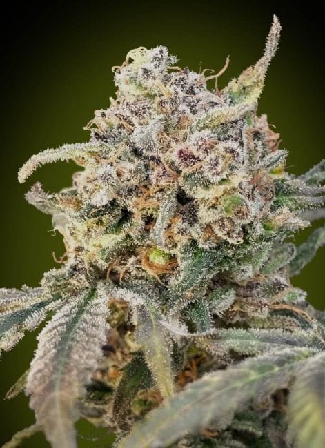 Somango Glue Auto Feminised Seeds-ADV-SOMGLU-AUTO-FEM