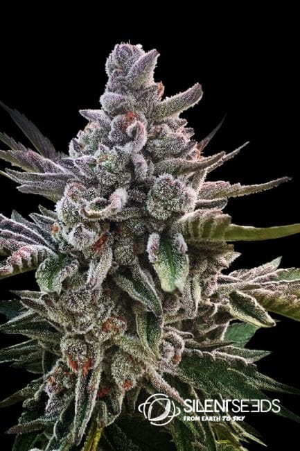 Acai Jelly Feminised Seeds-SIL-ACJ-FEM