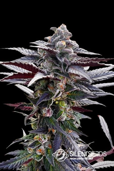 Pink Sunset Feminised Seeds-SIL-PSUN-FEM