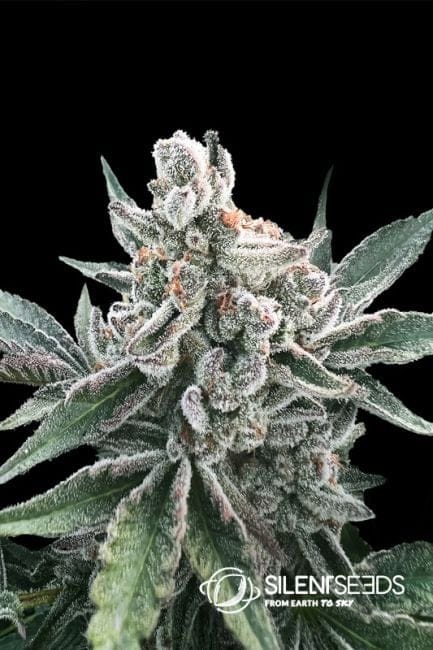 Polar Gelato Auto Feminised Seeds-SIL-PGEL-AUTO-FEM