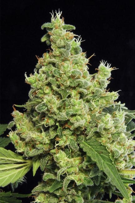 Blue Hash Feminised Seeds-DINA-BLUE-HASH-FEM