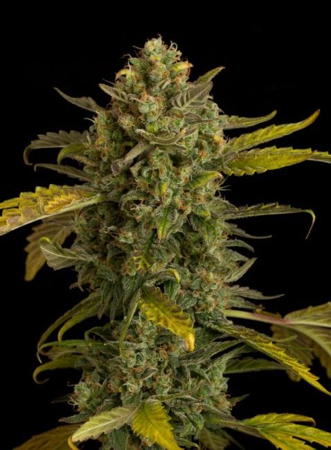 Blue Kush Auto Feminised Seeds-DINA-BLUE-KUSH-AUTO