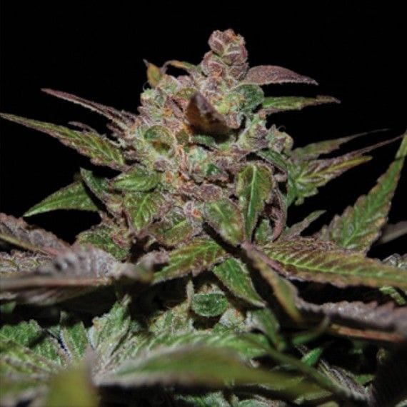 Purple Wreck Feminised Seeds-DNA-PURPLEWRECK-FEM