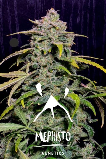 Hubbabubbahaze Auto Feminized Seeds-MEPH-HBBH-AUTO-FEM
