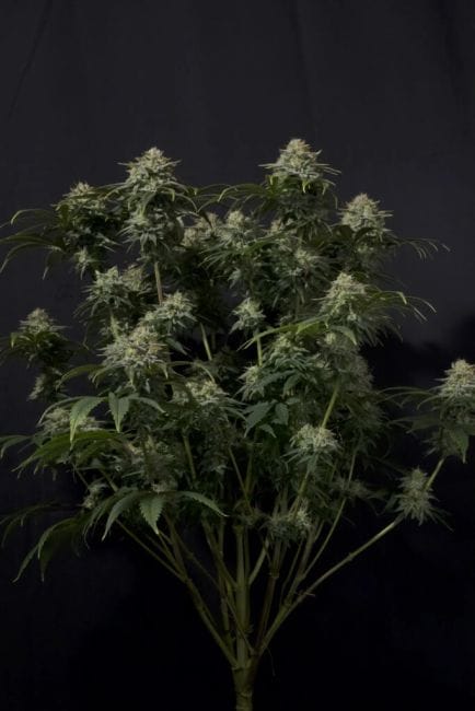 Gorilla Cookies Fast Feminized Seeds-FB-GORCOOK-FAST-FEM