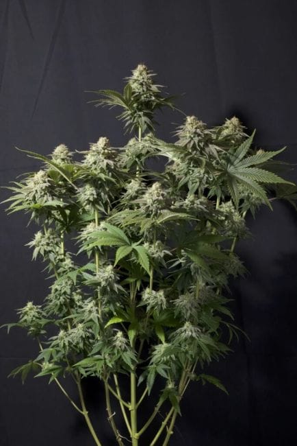 Orange Sherbet Fast Feminised Seeds-FB-ORSH-FAST-FEM