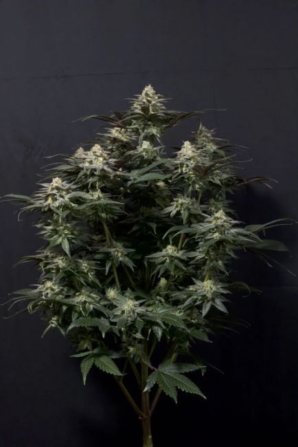 Purple Lemonade Fast Feminised Seeds-FB-PURPLEM-FAST-FEM